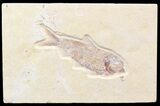 Detailed, Knightia Fossil Fish - Wyoming #42401-1